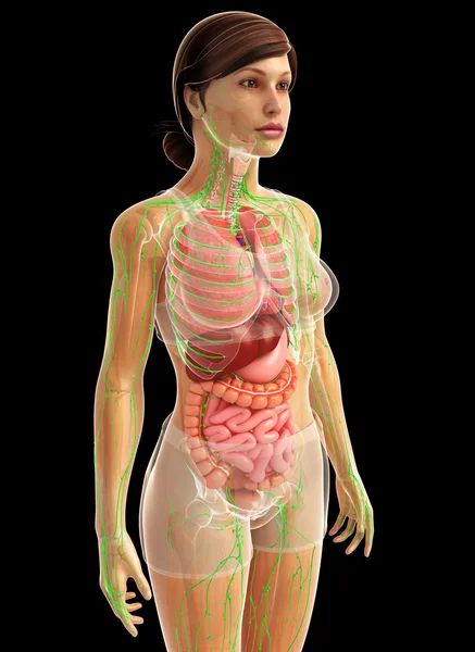 Human digestive system — Stock Photo, Image