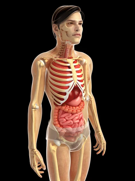 Sistema digestivo humano — Foto de Stock