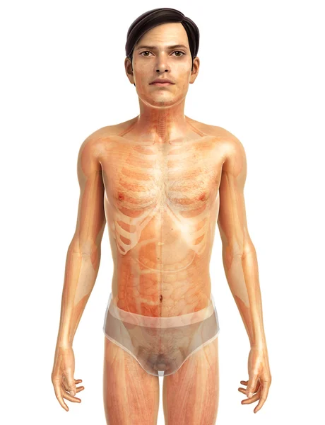 Människokroppens anatomi — Stockfoto