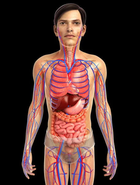 İnsan sindirim sistemi