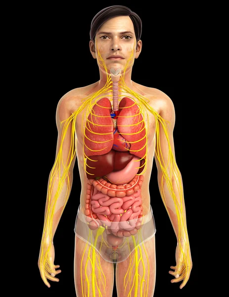 İnsan sindirim sistemi