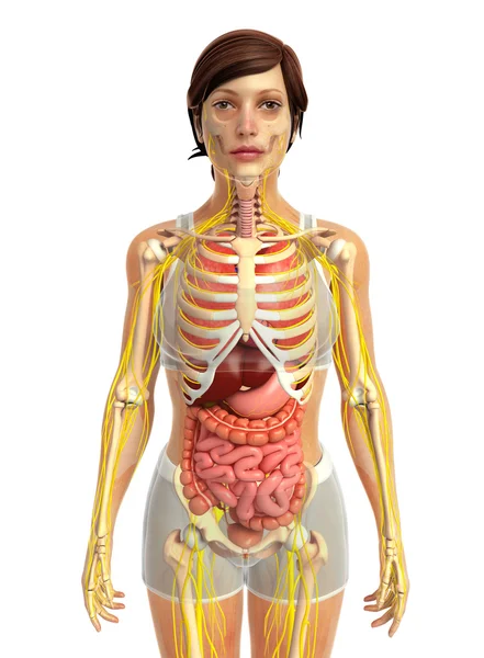 Sistema digestivo humano —  Fotos de Stock