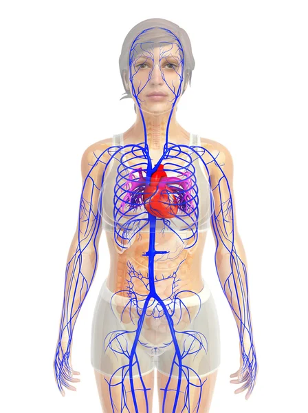 Anatomie lidského srdce — Stock fotografie