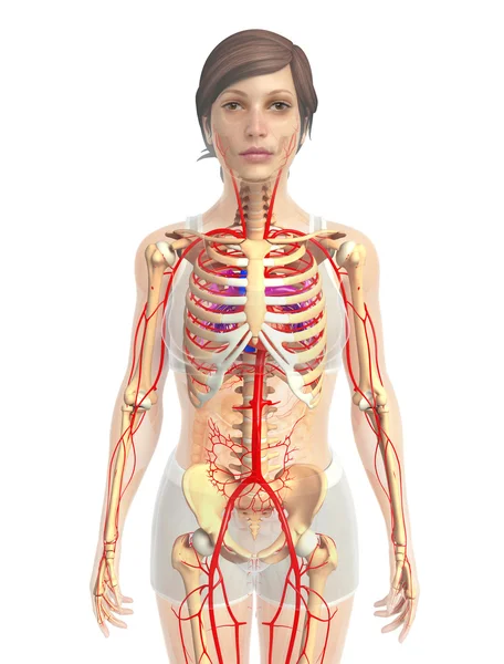 insan kalp anatomisi