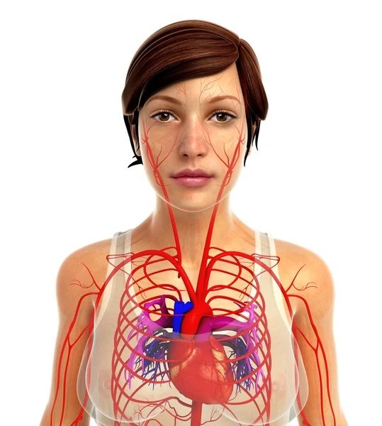 insan kalp anatomisi