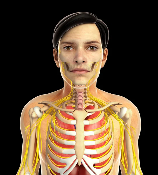 insan solunum sistemi