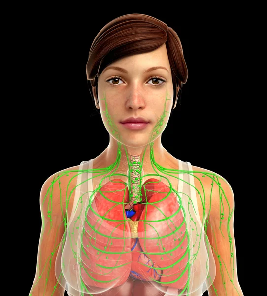 Sistema respiratorio humano —  Fotos de Stock