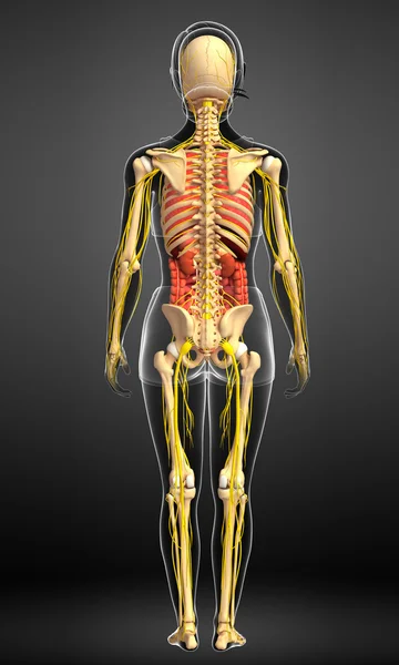 Esqueleto femenino con obras de arte del sistema nervioso y digestivo — Foto de Stock