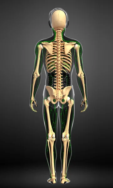 Lymphsystem des männlichen Skeletts — Stockfoto