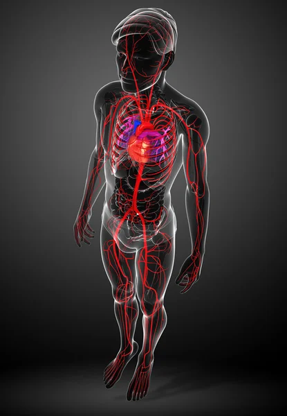 Erkek Arteryel sistemi