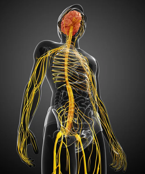 Erkek sinir sistemi sanat