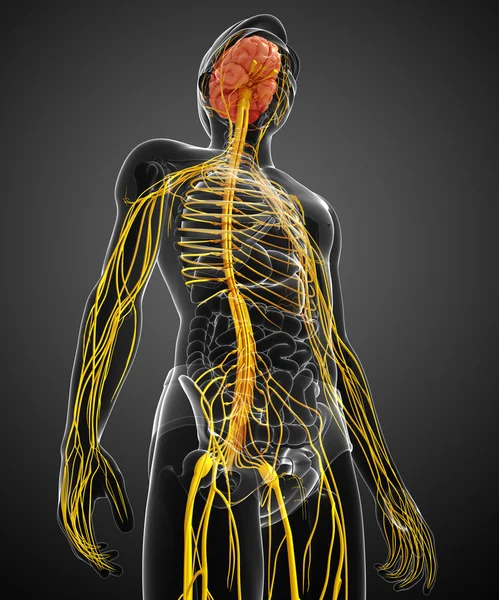 Kresby mužské nervový systém — Stock fotografie