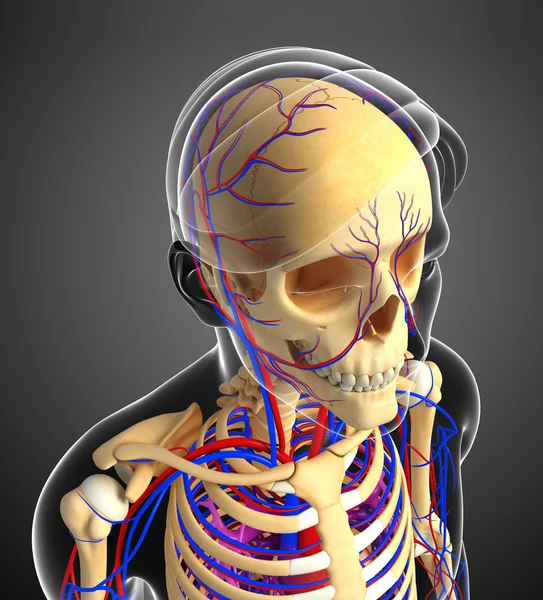 erkek iskelet dolaşım sistemi