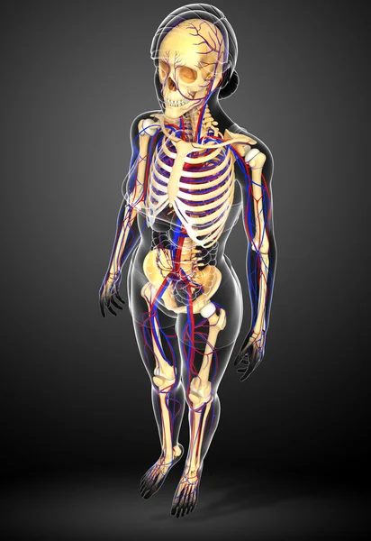 Female skeletal circulatory system — Stock Photo, Image