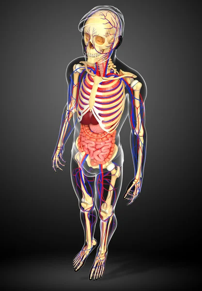 Erkek iskelet, sindirim ve dolaşım sistemi