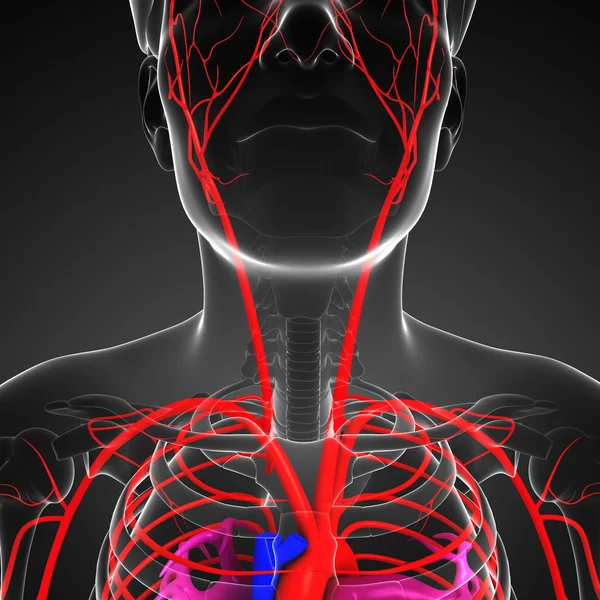 男性的动脉系统 — 图库照片
