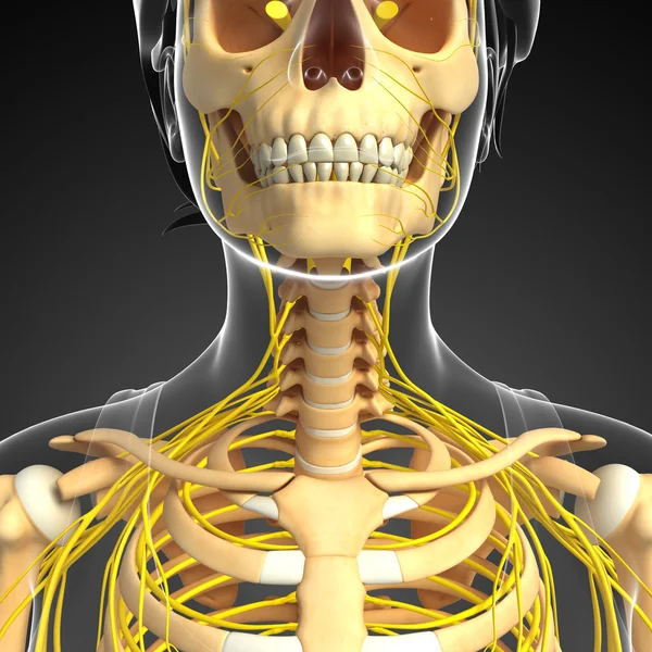 Sinir sistemi ve kadın boyun iskelet resmi
