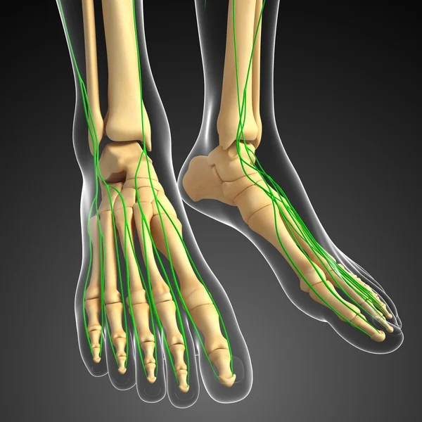 Lymphatic system of human foot skeleton artwork — Stock Photo, Image