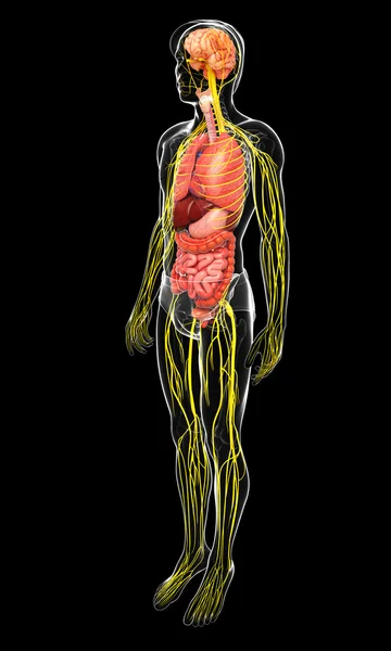 Corps masculin de l'illustration du système nerveux et digestif — Photo