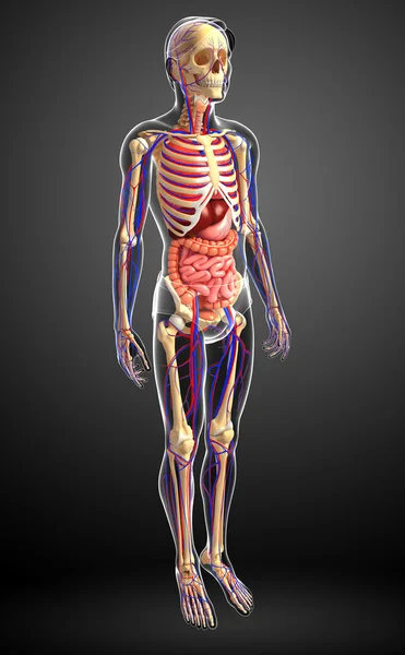 Male skeletal, digestive and circulatory system — Stock Photo, Image