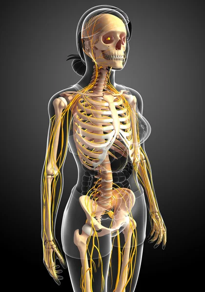 Nervensystem und weibliches Skelett — Stockfoto
