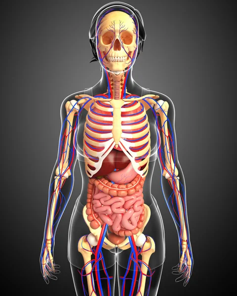 Dişi iskelet, sindirim ve dolaşım sistemi