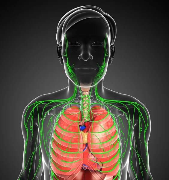 Lenfatik ve sindirim sistemi erkek vücut sanat