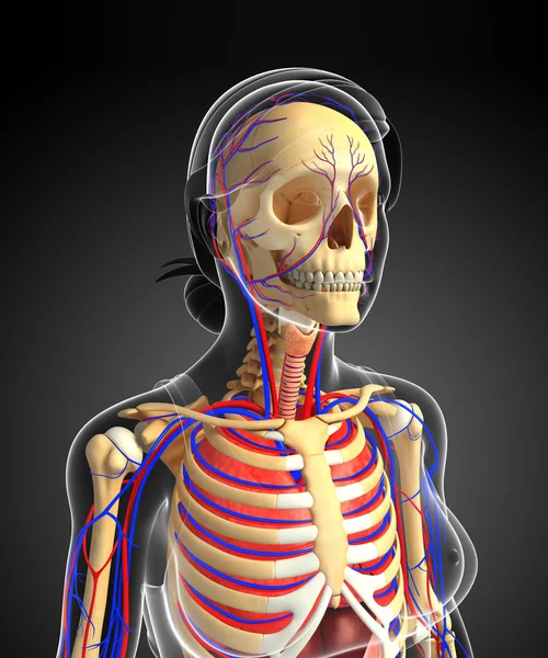 Dişi iskelet ve dolaşım sistemi