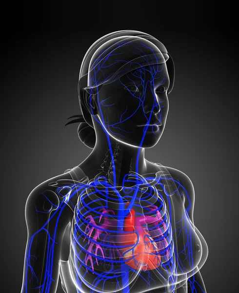 insan kalp anatomisi