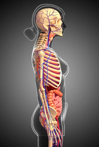 Dişi iskelet, sindirim ve dolaşım sistemi