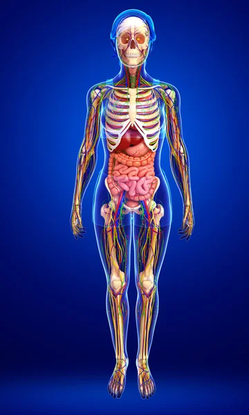 Sistema linfatico, scheletrico, nervoso e circolatorio di bo femminile — Foto Stock
