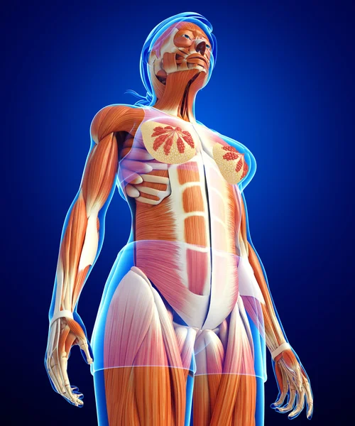 Human muscles anatomy — Stock Photo, Image