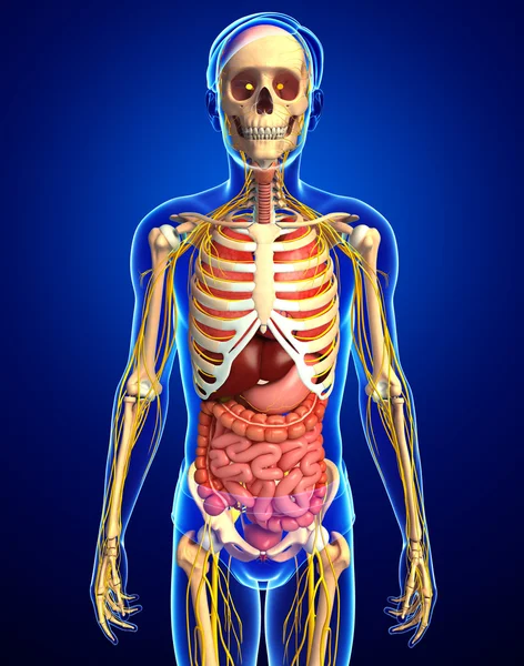 Erkek iskelet sinir ve sindirim sistemi resimler