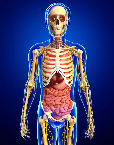 Manliga skelett med nervös och matsmältningssystemet konstverk — Stockfoto