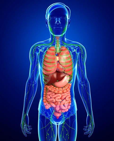 Lymphsystem und Verdauungssystem des männlichen Körpers — Stockfoto