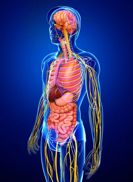 Männlicher Körper des Nerven- und Verdauungssystems — Stockfoto