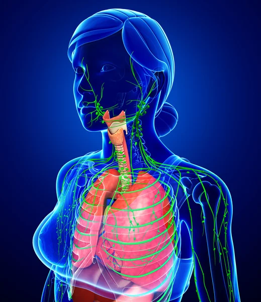 Lenfatik ve sindirim sistemi kadın bedeni sanat