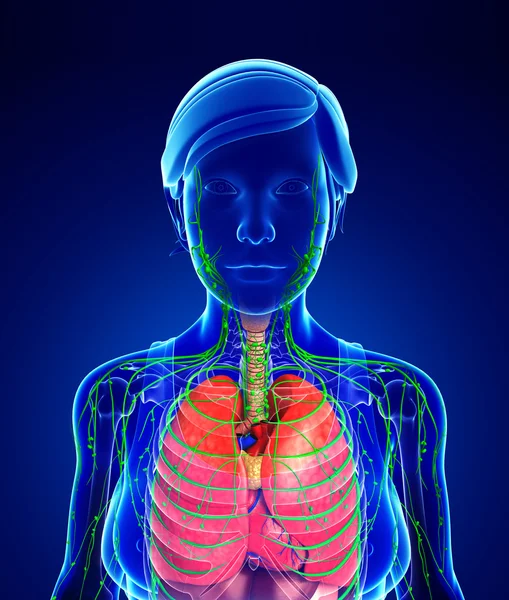 Lenfatik ve sindirim sistemi kadın bedeni sanat