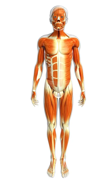 Human muscles anatomy — Stock Photo, Image
