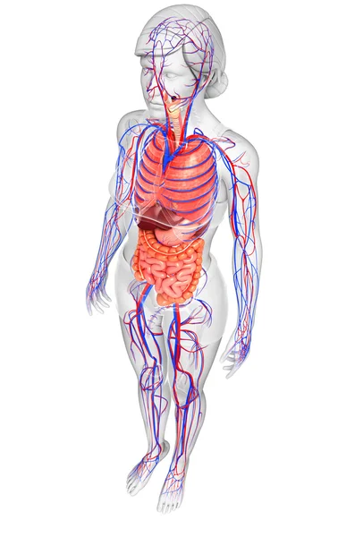 Sistema digestivo e circulatório do corpo feminino — Fotografia de Stock