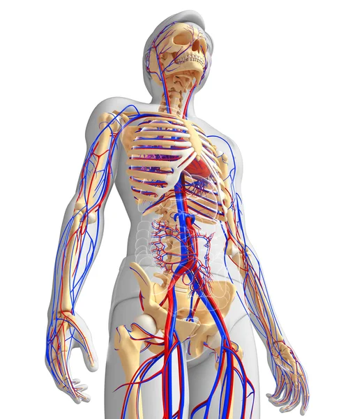 erkek iskelet dolaşım sistemi