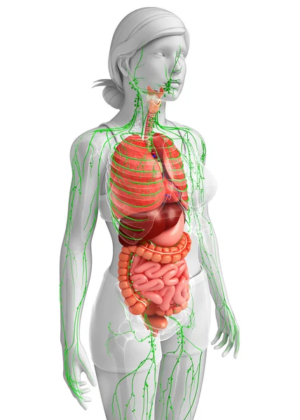 Lymphatic and digestive system of Female body artwork — Stock Photo, Image