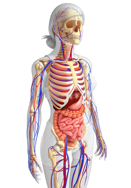 Θηλυκό σκελετικών, πεπτικό και το κυκλοφορικό σύστημα — Φωτογραφία Αρχείου