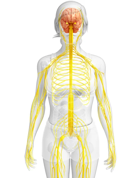 Female nervous system artwork — Stock Photo, Image