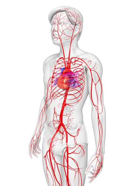 Мужская артериальная система — стоковое фото