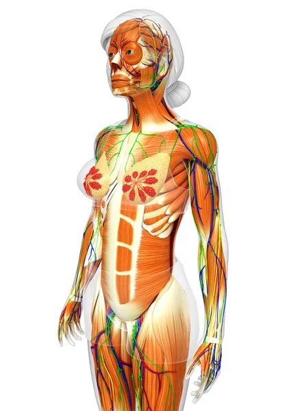 Anatomia dei muscoli umani — Foto Stock