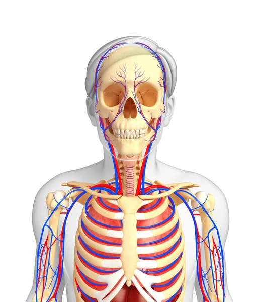 erkek iskelet ve dolaşım sistemi