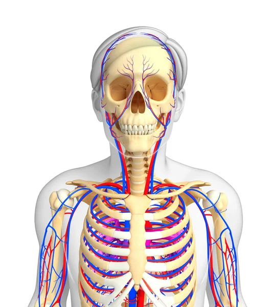 Чоловіча скелетна система кровообігу — стокове фото