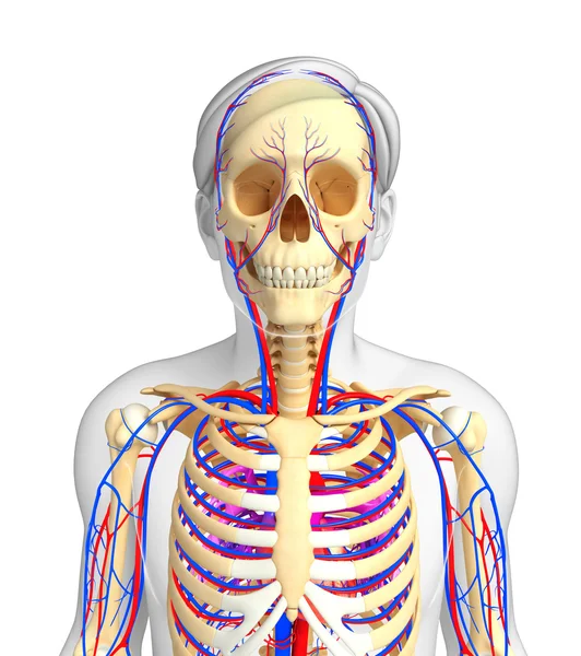 Male skeletal circulatory system — Stock Photo, Image