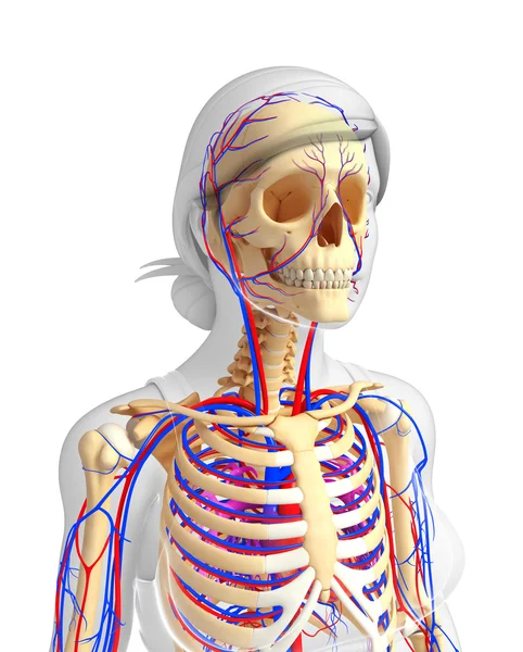 kadın iskelet dolaşım sistemi